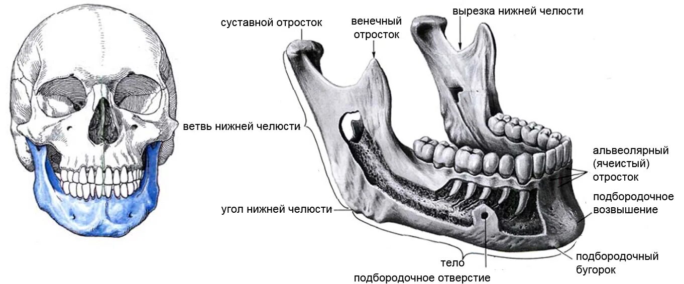 Нижняя челюсть вид сбоку анатомия. Строение нижней челюсти вид сбоку. Нижняя челюсть кость черепа анатомия. Нижняя челюсть кость анатомия человека. Нижняя челюсть с другими костями черепа