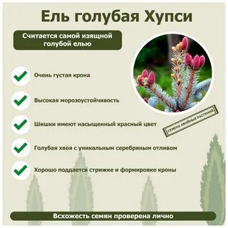 Елей определение