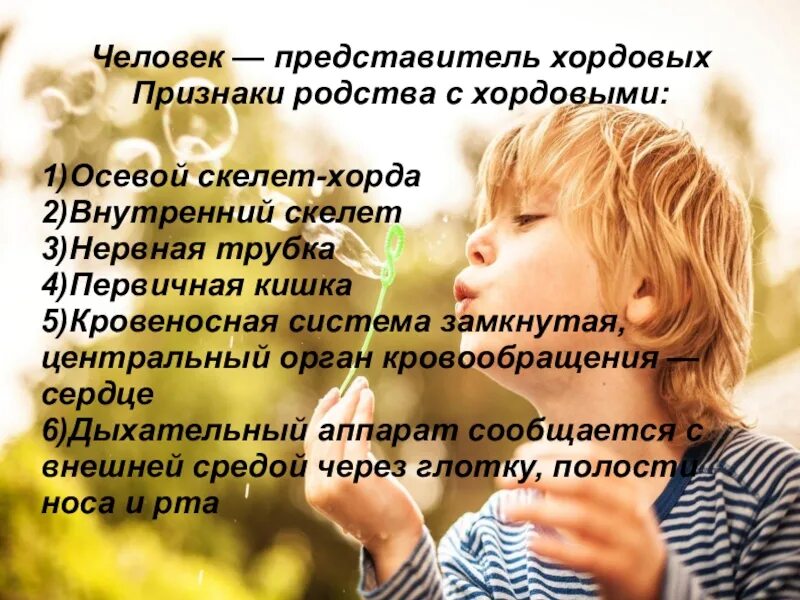 Человек как представитель. Признаки человека. принадлежность человека к хордовым. признаки родства. почему человек хордовое.