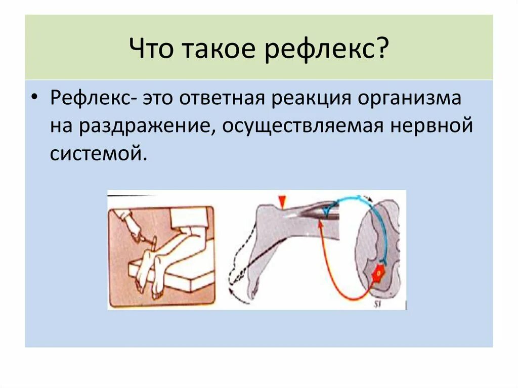 Как происходит рефлекс. Рефлекс. Рефлекс (биология). Рефлекс это кратко. Рефлекторный.