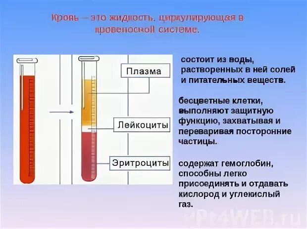 Из чего состоит плазма крови. Эппендорф с жидкостью. Плазма крови. Плазма и сыворотка крови. Исследование плазмы крови.