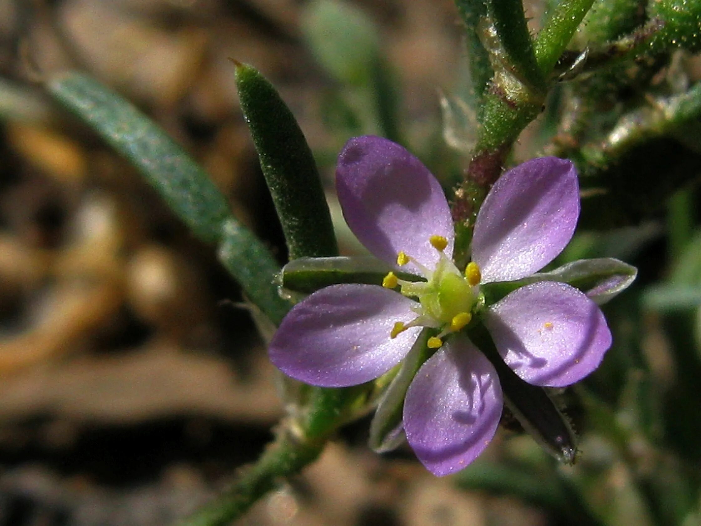 трихомы крапивы. растения с опушенным стеблем. Salvia stepposa. растения с опушенным стеблем. крылатые стебли растений.