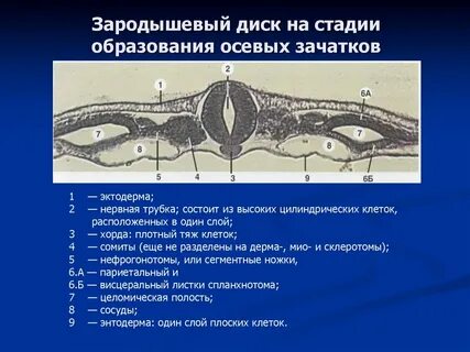 Зачатки образования