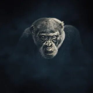 I can chimp