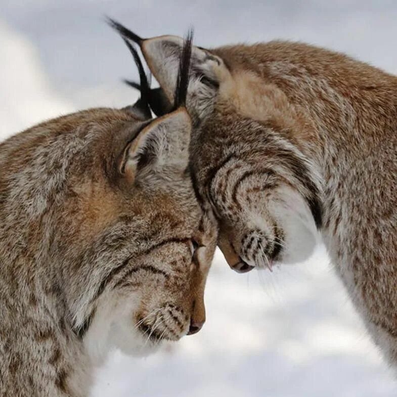 Animal couple. Пара животных. Нежность животных. Животные обнимаются. Поцелуй зверей.