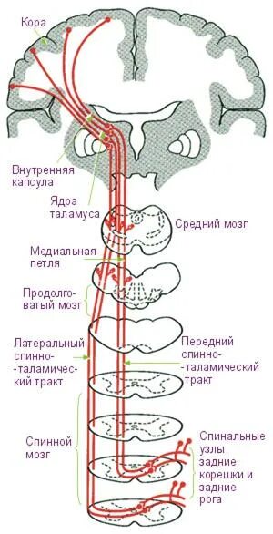 Спинно таламический путь. Схема спинно-таламического пути. Проводящие пути болевой и температурной чувствительности схема. Схема переднего спинно-таламического пути. Схема проводящих путей температурной чувствительности.