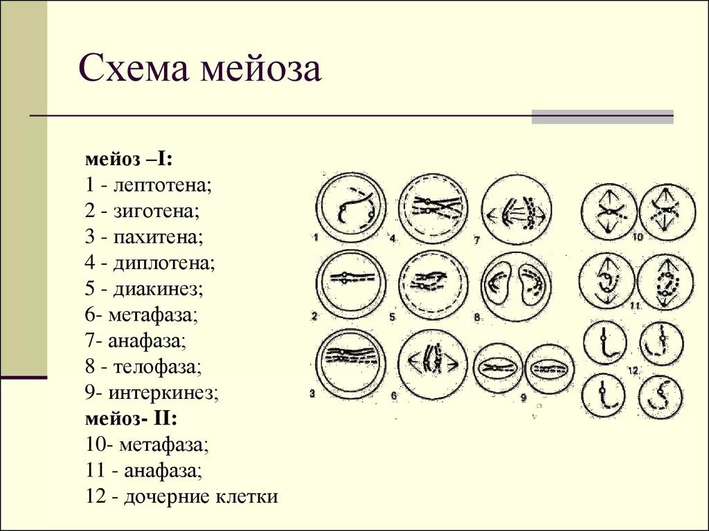 Мейоз 1 фазы схема. Деление клетки мейоз схема. Лептотена зиготена пахитена диплотена диакинез таблица. Рис 49 схема мейоза. Каким номером на схеме обозначено мейотическое