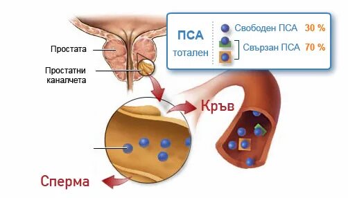 Простатический специфический антиген. Уровень пса. Массирование простаты. Пса общий что это такое. Массаж мужской простаты