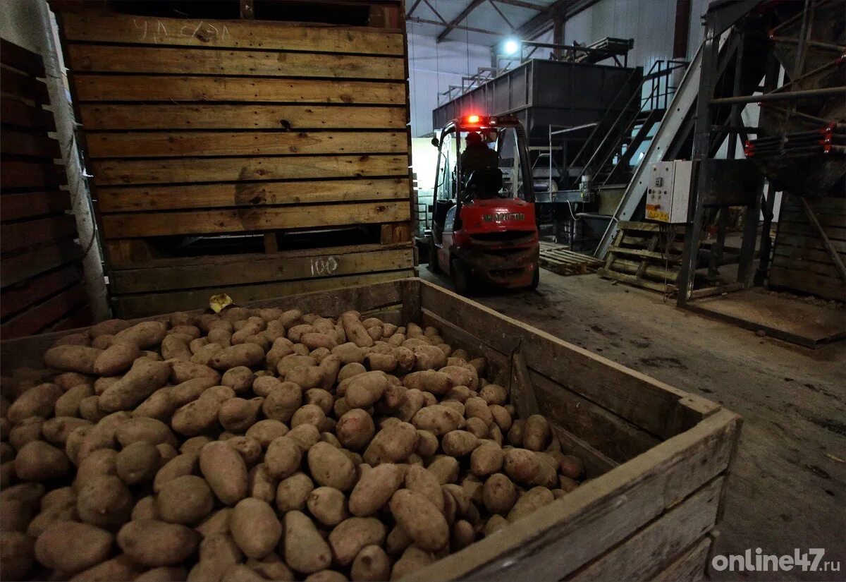 Купить картофель в ленинградской области