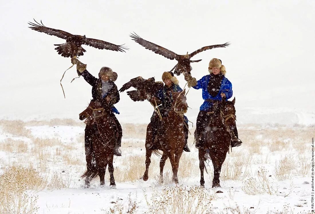 Казахстан охота с ловчими птицами. Охота с Беркутом в Казахстане. Монголия Беркутиная охота. Соколиная охота Казахстан. Отношения между беркутом и джейраном