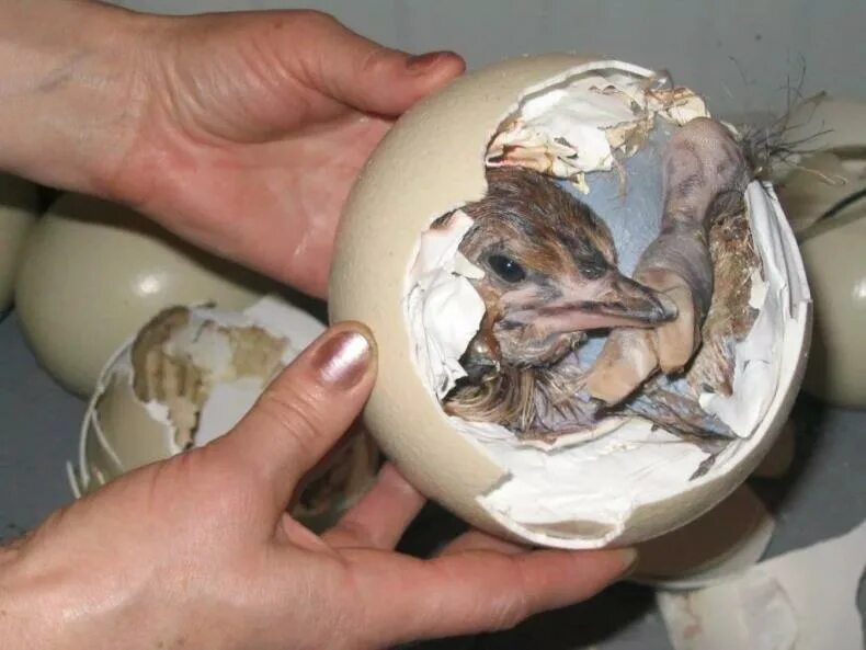 Африканский страус высиживает яйца. Страусята в яйце. Птенец страуса. Птица вылупляется из яйца