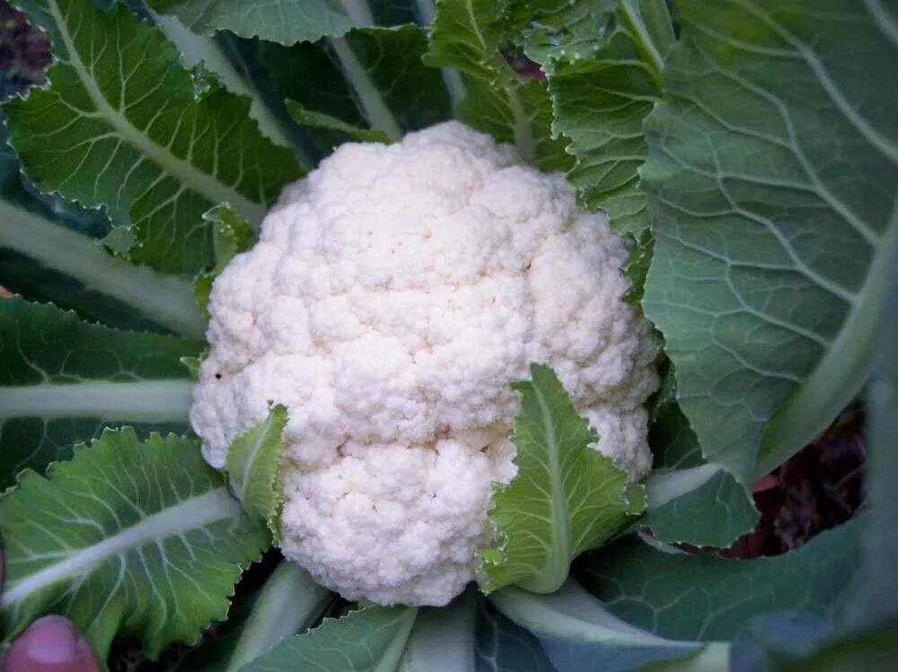 Amazon.com: Cauliflower Seeds