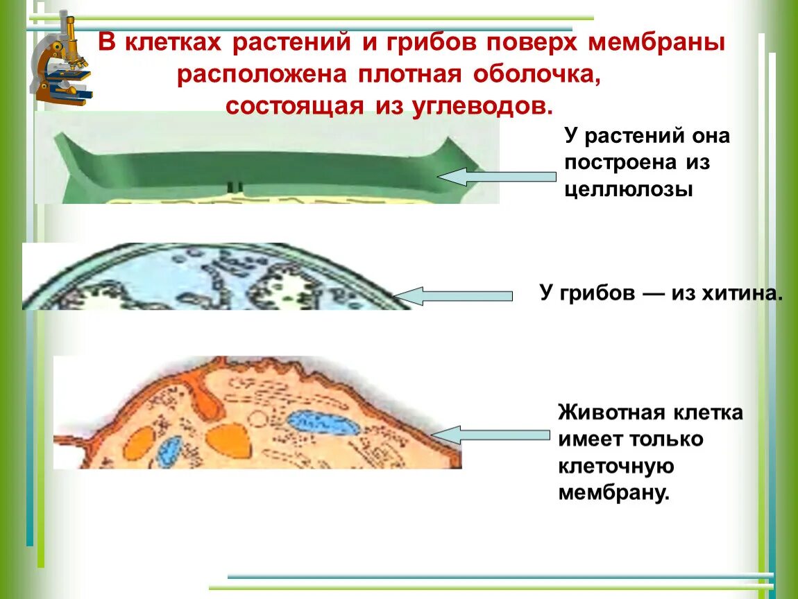 Строение клеточной мембраны грибов. Клеточное строение грибов хитин. Клеточная оболочка грибная клетки состоит. Мембрана грибной клетки строение. Клеточная стенка животных состоит из