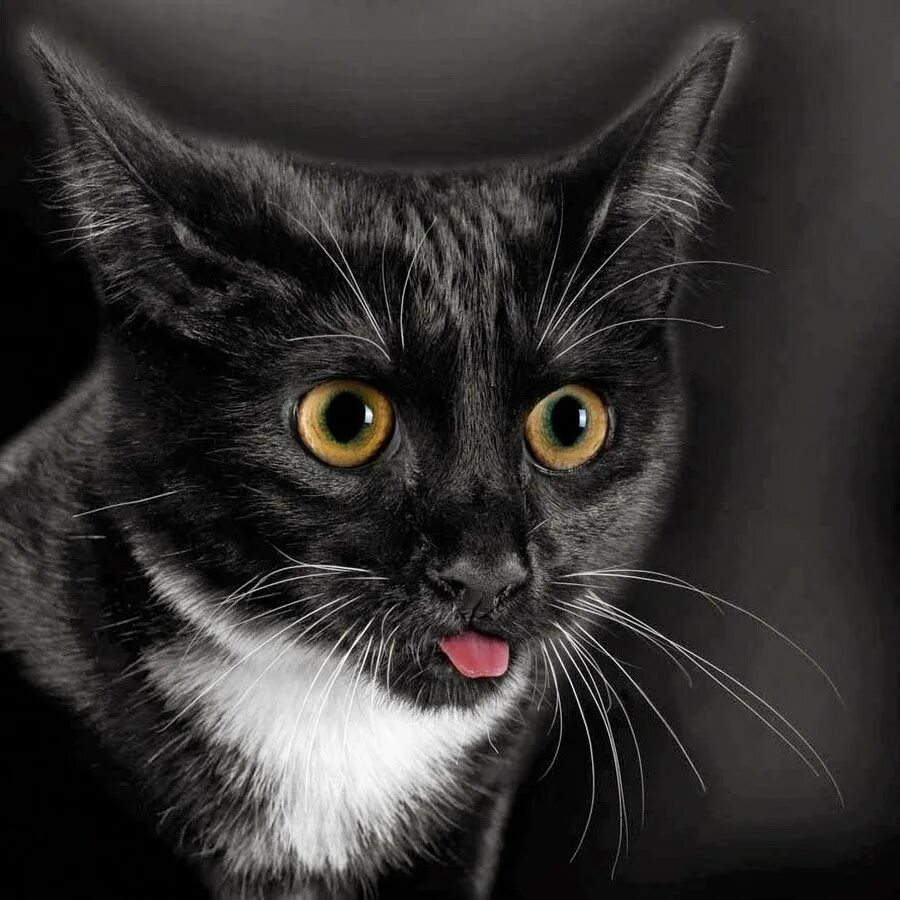 Лицо черного кота
