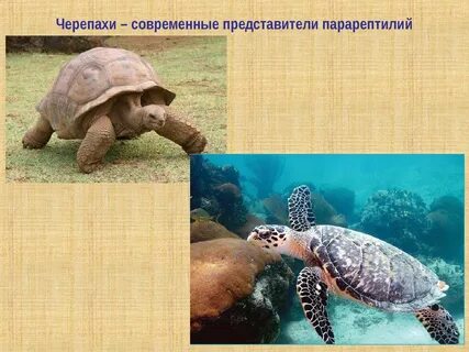 Черепахи представители