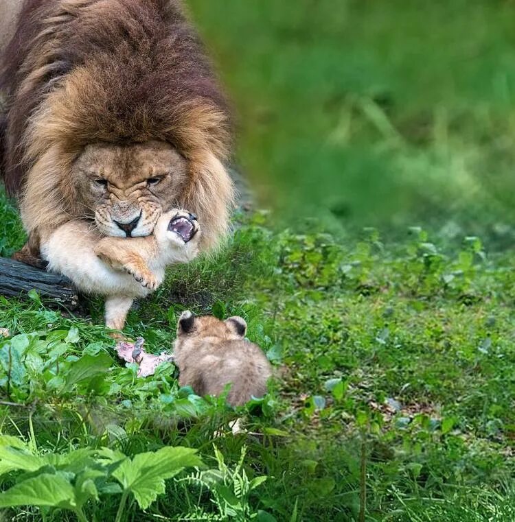 Лапка мама