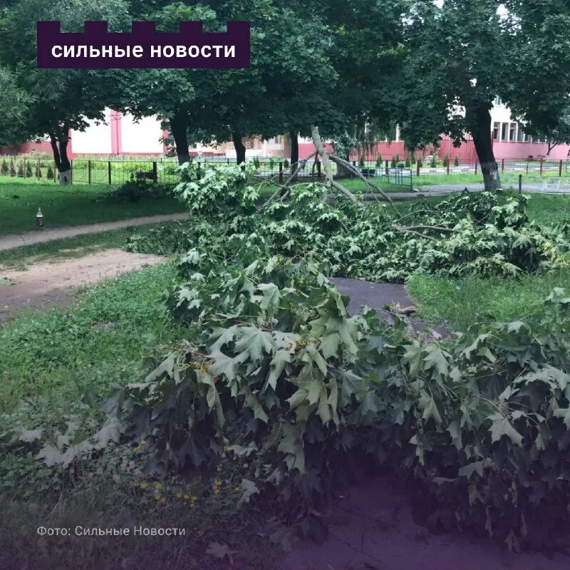 Сильные новости в москве. Дерево с моего двора. Фото деревьев во дворе.