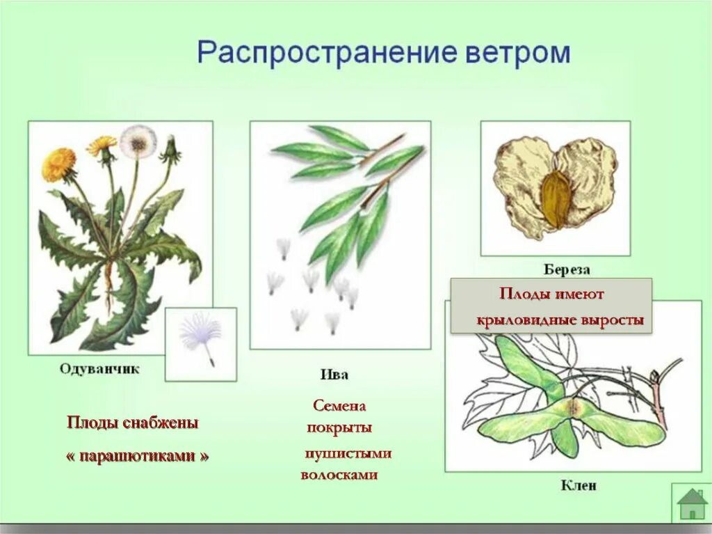 Плоды распространяемые ветром. Распространение семян ветром. Распространение плодов и семян ветром. Растения распространяемые ветром. Ветром распространяются семена.