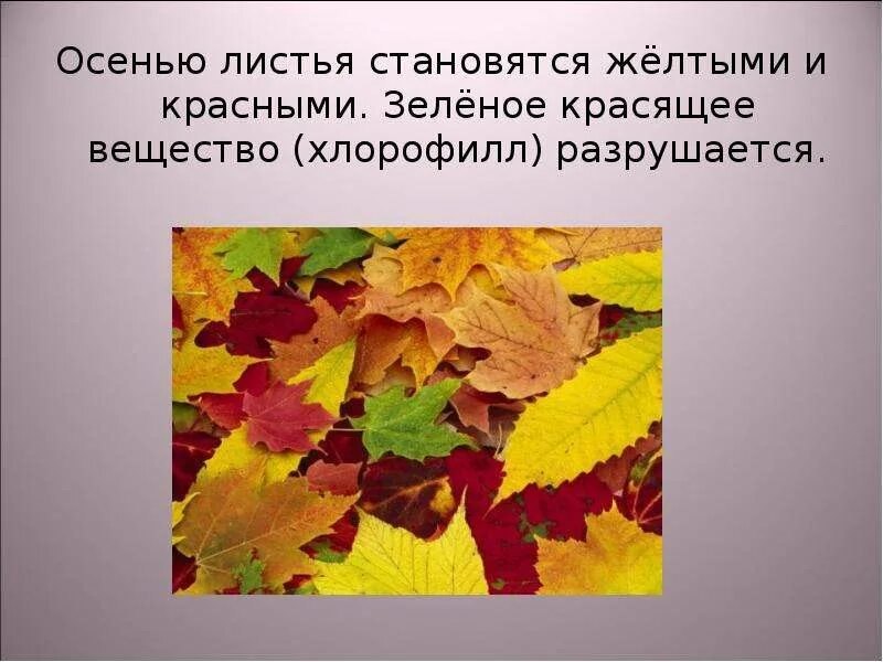 История осенних листьев. Тема для презентации осенние листья. осенние листочки для презентации. отчего изменяется окраска листьев осенью. рассказ об осенних листьях.