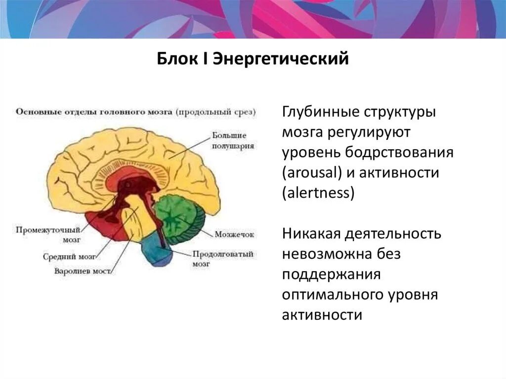 Неспецифические изменения мозга. Энергетический блок мозга Лурия. Блоки мозга по Лурия 1 блок. Функциональные блоки мозга энергетический блок. 2 Блок мозга Лурия.