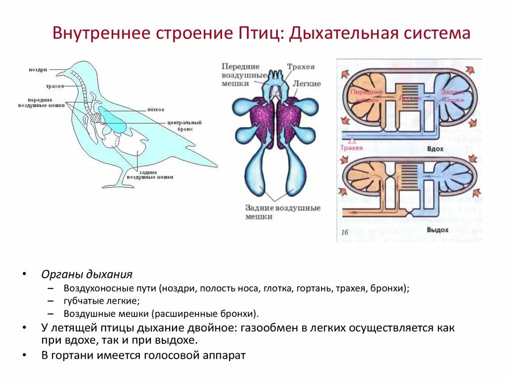 Воздушные мешки у птиц функция. Схема дыхательной системы птицы. Внутреннее строение птиц дыхательная. Схема строения дыхательной системы птиц. Система органов дыхания птиц схема.