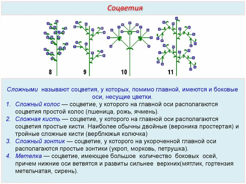 Боковыми называют. Ось соцветия утолщена. Побеги несущие цветки соцветия. Строение сложного соцветия. Сложные (на главной оси располагаются частные соцветия)..