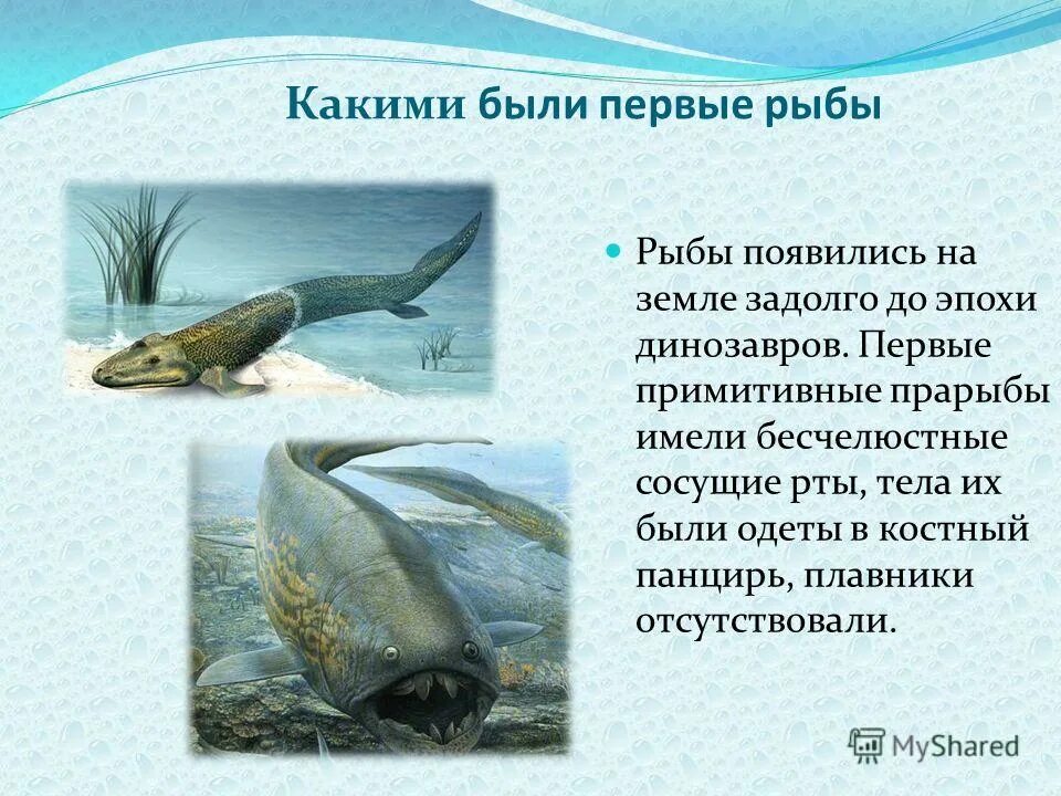 Как появляются на свет рыбы. Какая рыба появляется на свет. Какая рыба появляется на свет. Болезни аквариумных рыб таблица. Какая рыба появляется на свет.