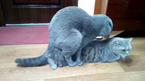 Шотландская кошка течка