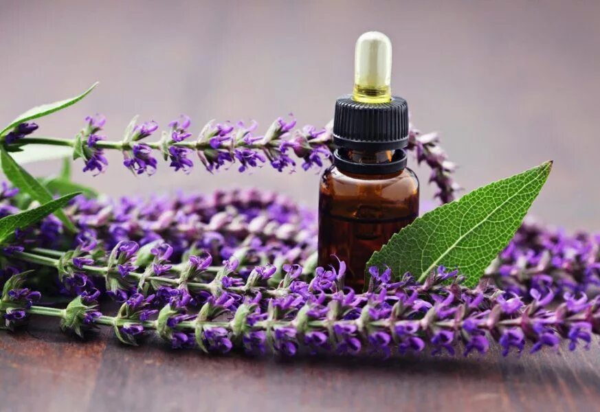 Salvia sclarea масло. Шалфей Sage. Шалфей мускатный Essential Oil. Вербена шалфей. Эфирные масла семян