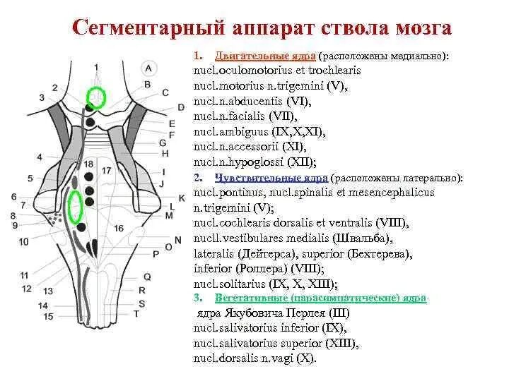 Ядра черепных нервов ствола мозга. Сегментарный центр ствола мозга. Сегментарный аппарат продолговатого мозга. Сегментарный аппарат ствола. Ядра ствола головного мозга таблица.