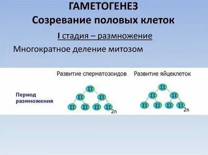 Установите соответствие признаки гаметогенеза виды гаметогенеза