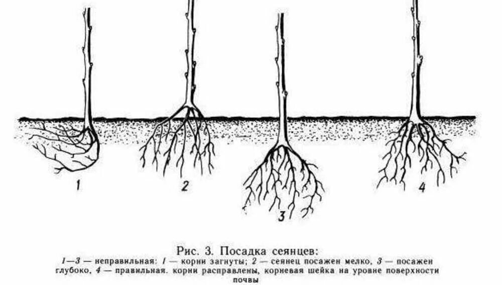 Будет ли корни 3. Корневая шейка яблони рис. Заглубленная корневая шейка. Посадка яблони корневая шейка.