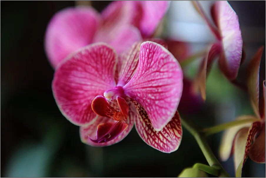 фаленопсис mimesis сорта. фаленопсис mimesis сорта. орхидея фаленопсис. исследовательская работа орхидеи. сортовые орхидеи фаленопсис.