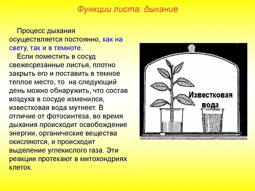 Из воздуха лист получает. Опыт доказывающий дыхание растений с известковой водой. Дыхание листьев опыт. Опыт с известковой водой и растениями. Процесс дыхания растений.