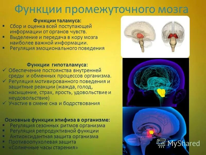 Функции промежуточного мозга дыхание температура