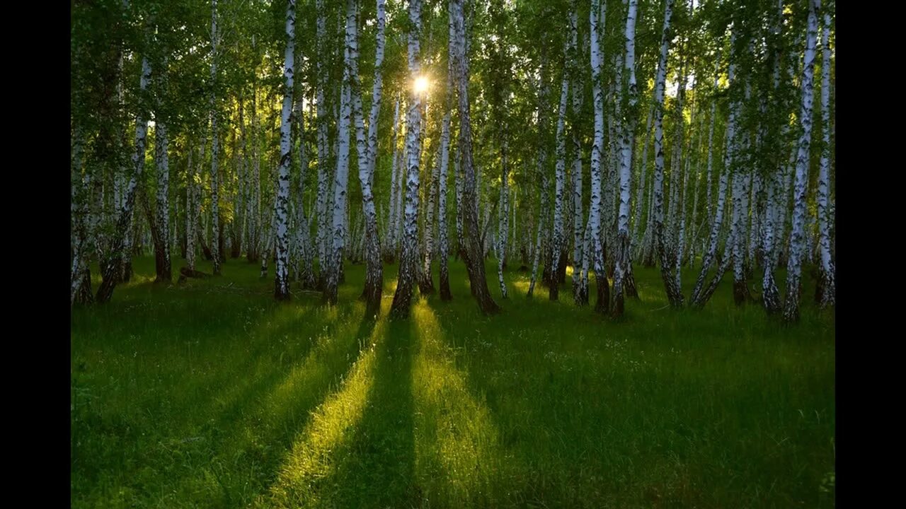 Прогулка в березовом лесу. Утро (утренняя заря) (1534). Предложение с " тропинка узка". Влюбленные у березы. Стих есенина отговорила роща золотая.