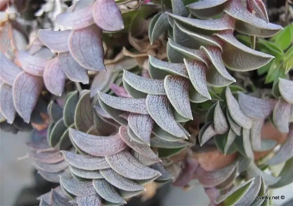 Традесканция ладьевидная (tradescantia navicularis). Традесканция ладьевидная каллизия. Традесканция каллизия. Традесканция ладьевидная каллизия. Традесканция навикулярис.