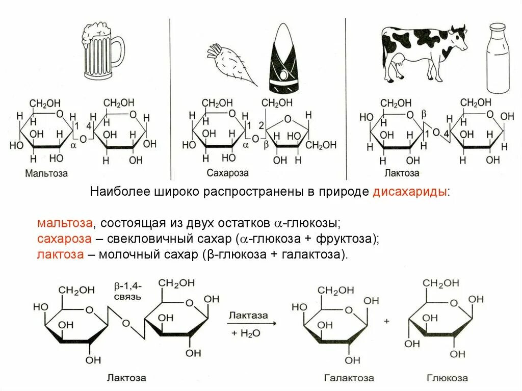 Химические свойства лактозы. Мальтоза состоит из остатков Глюкозы. Окисление лактозы. Мальтоза состоит из остатков. Сахароза мальтоза лактоза.