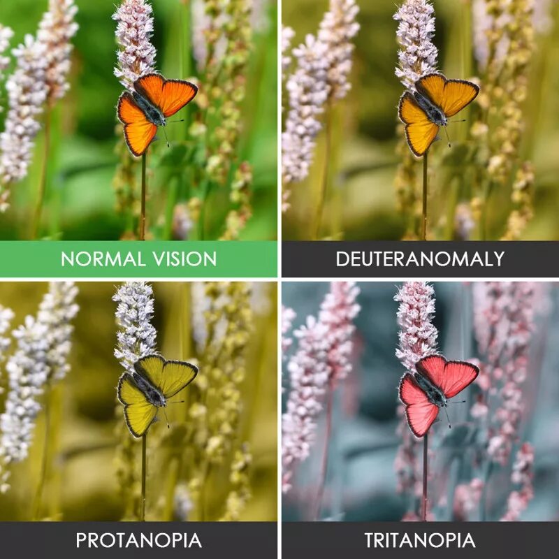 Как в дят мир дальтоник. Мирглпзами дальтоника. Как видят мир дальтоники. Как выглядит мир глазами дальтоника. Как видят мир другие люди.