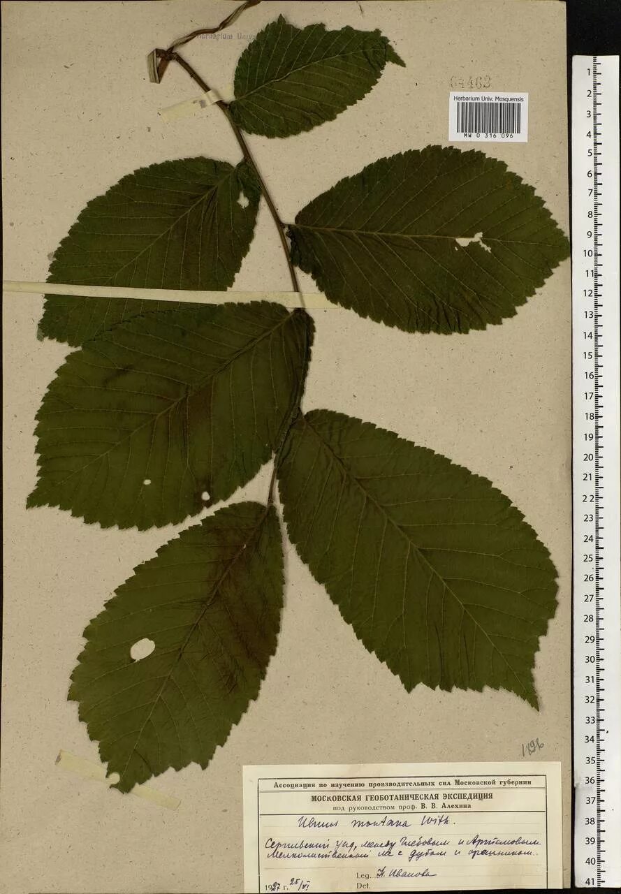 Рассмотрите изображение листа вяза. Ulmus glabra вяз. лист вяза форма листа. вяз шершавый листья.