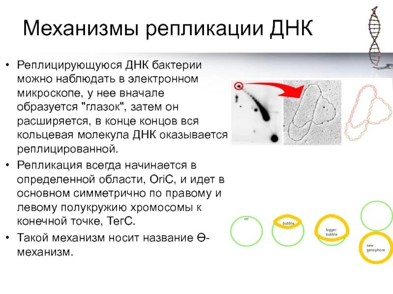 Форма днк бактерий. Репликация хромосомной ДНК бактерий. Репликация бактериальной хромосомы. Механизм репликации. Механизм репликации ДНК У прокариот.