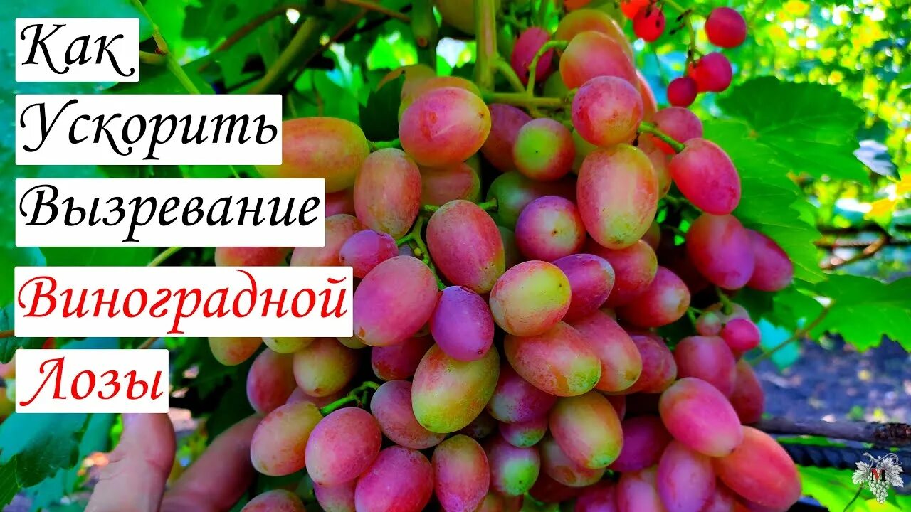 Как ускорить вызревание лозы. Как ускорить вызревание лозы