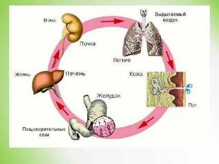 Выделение веществ в организме человека