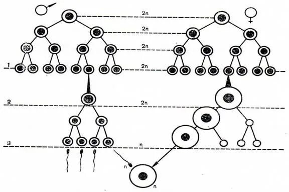 Сперматогенез. Гаметогенез схема. Схема сперматогенеза и овогенеза. Схема гаметогенеза рисунок. Второе направительное тельце