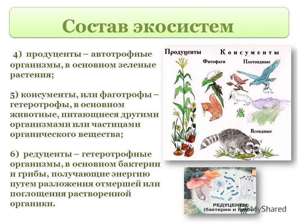 Живых организмов является естественной. Продуценты 2) консументы 3) редуценты. Продуценты, консументы, редуценты и их роль в экосистеме. Продуценюты,консументы и реду.