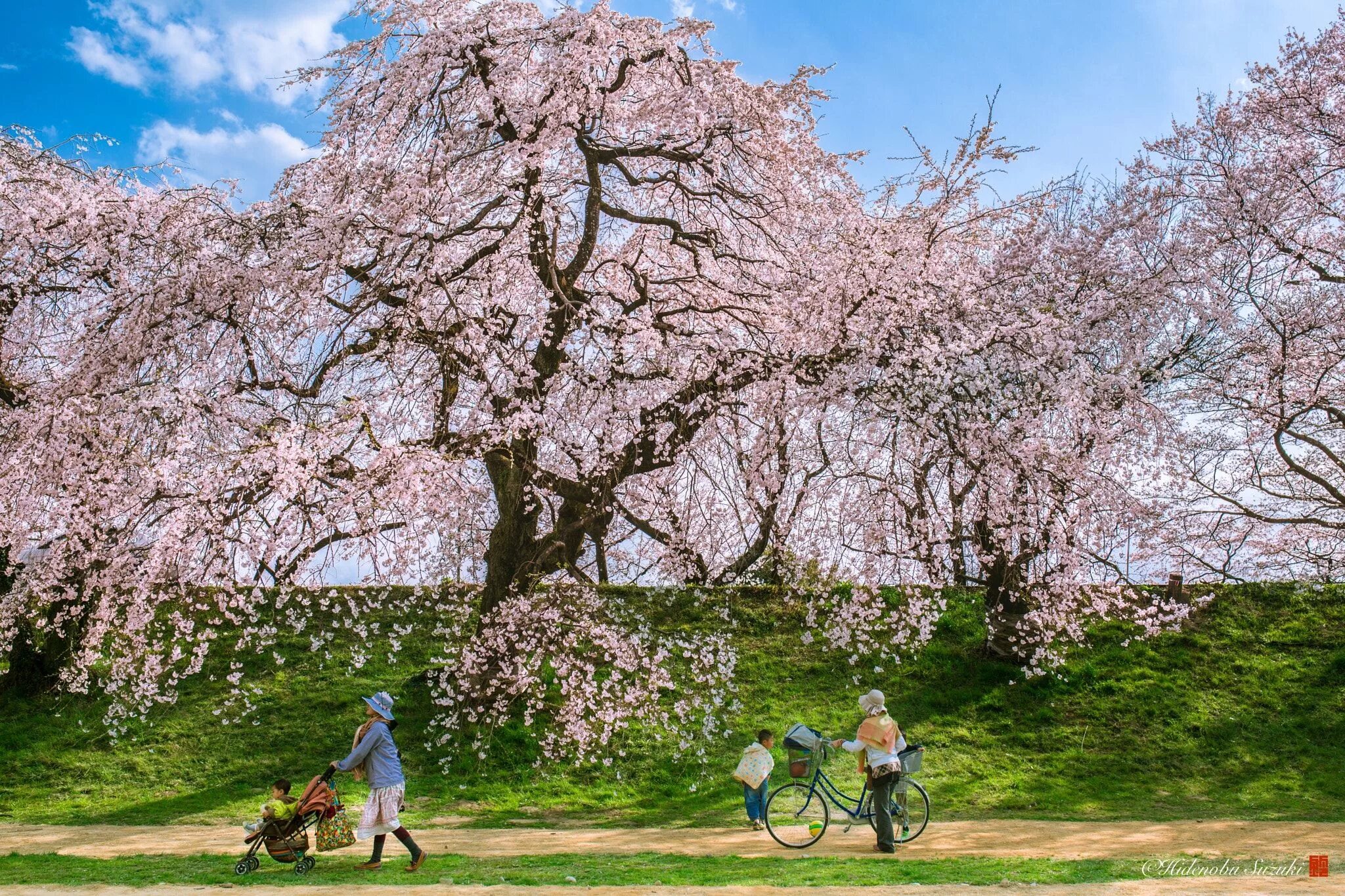 Когда зацветут деревья. Цветение Сакуры. Япония Сакура. Цветущие сады Судзиока Япония вертикал.