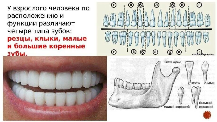 Какова верхняя. Схема строения зубов нижней челюсти. Строение зубов человека схема нижней челюсти. Строение зубного ряда нижней челюсти. Строение коренных зубов верхней челюсти.