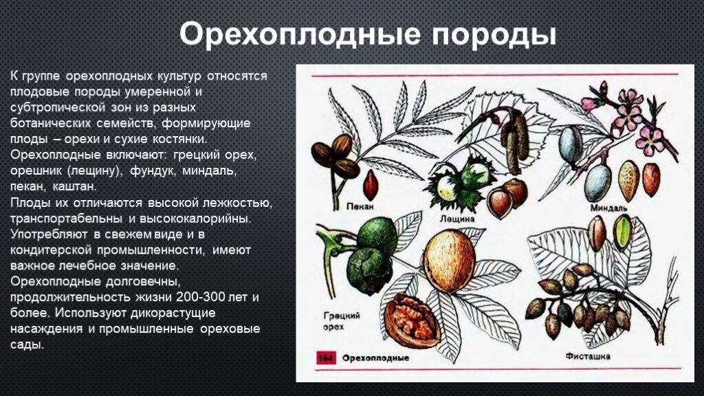 Что относится к плодовым. Плодовые культуры орехоплодные. Классификация ягодных культур. Плодово ягодные культурные растения. Классификация плодовых и ягодных культур.