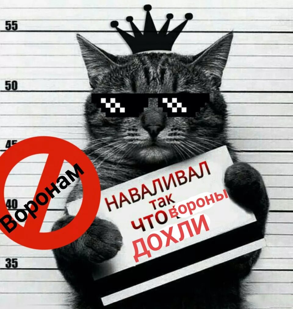 Где написал кот. Кот с табличкой. кот уголовник. кот в тюрьме с табличкой. кот с табличкой в лапах.