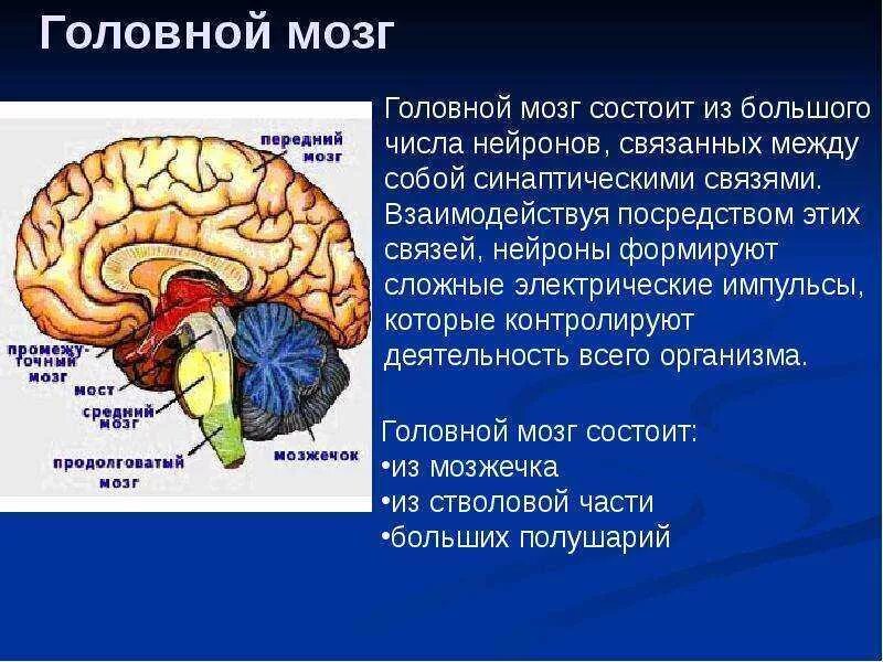 Какую роль играет нервная. Строение головного мозга анатомия кратко. Структуры головного мозга биология 8 класс. Отделы головного мозга и частей нервной системы. Отделылы головного мозга.